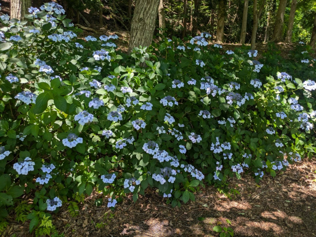 スパッシュランドパーク　花木